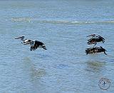 Australian Pelican 9Y185D-052